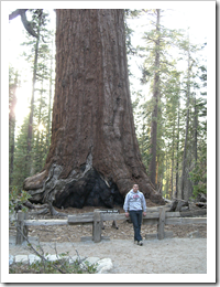 23_baum